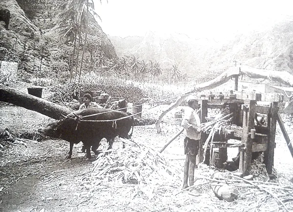 Trabalho no trapiche (ano 1970-1980 aprox.)